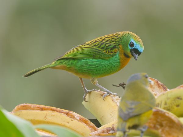Oranjeborsttangare (Tangara desmaresti)